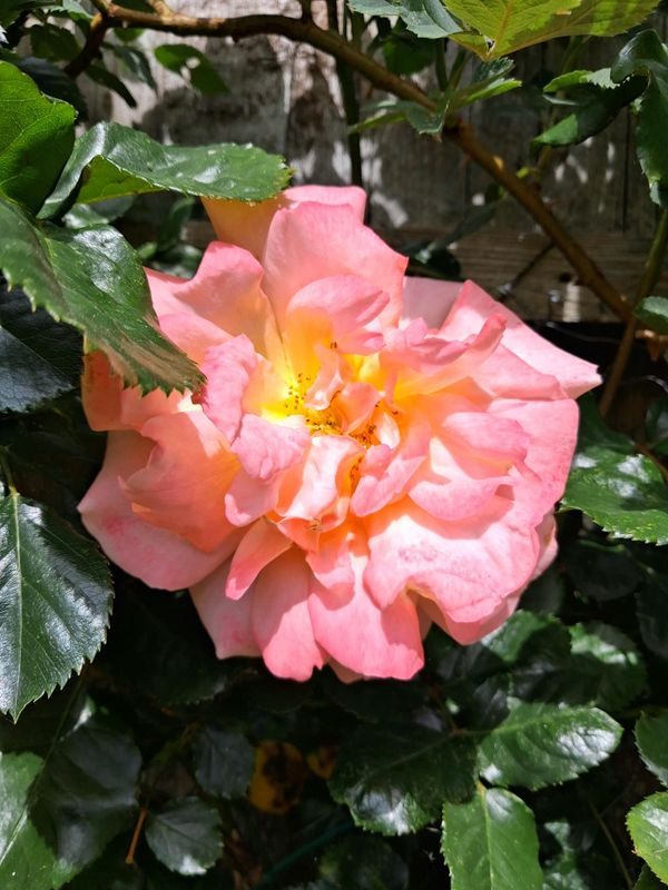 rose note