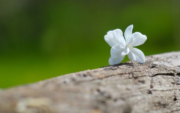 jasmine note