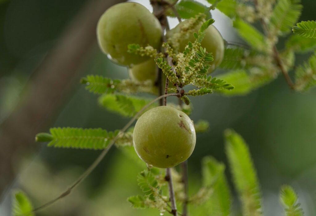 Amla - the ingredient used in Amla Hair Oil, private label OEM Malaysia