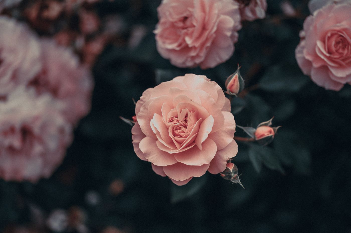 Rose, the botanical source of anti-ageing facial blend