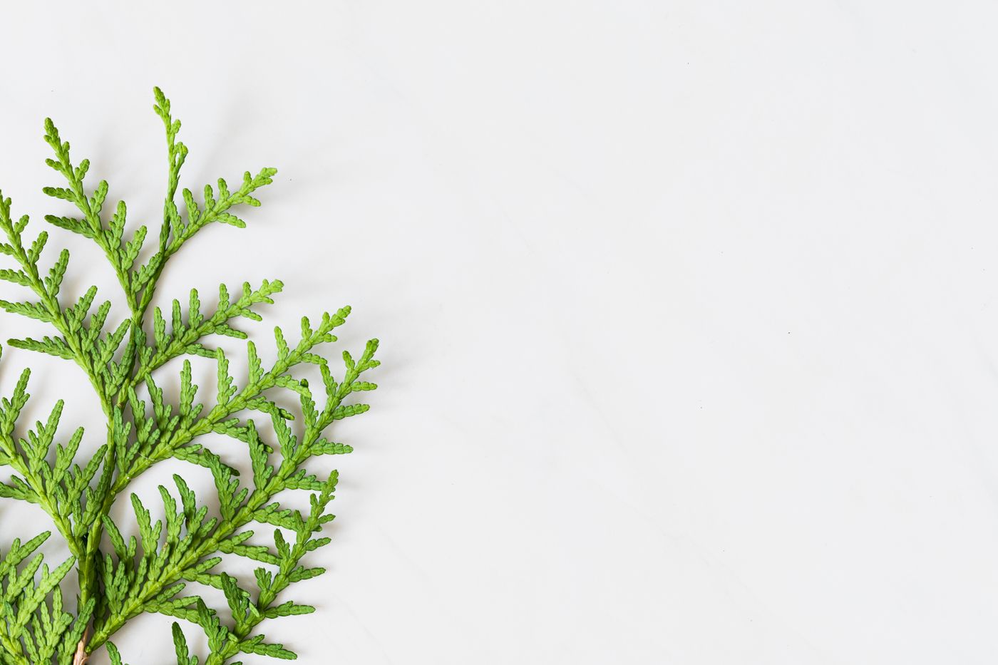 Arborvitae, the botanical source of arborvitae essential oil