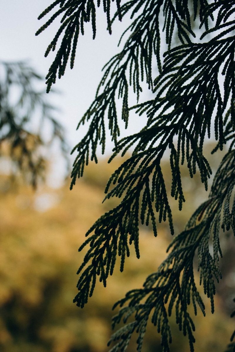 cedar tree branch