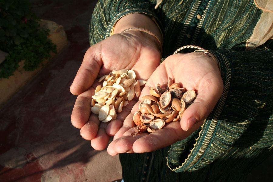 argan nuts morocco