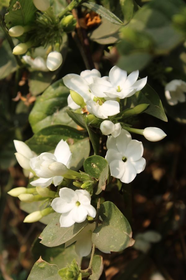 jasmine note