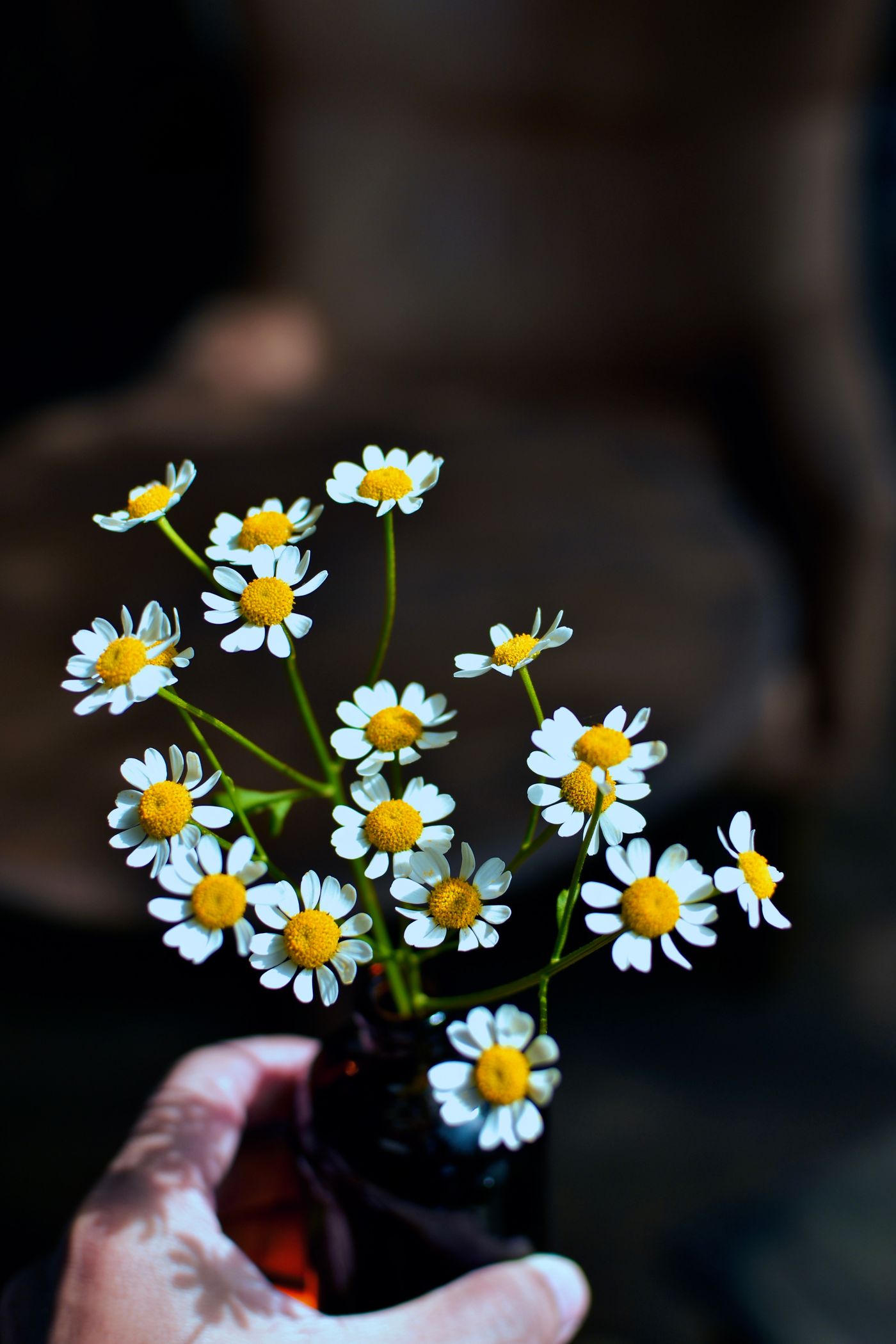Roman Chamomile, the botanical source of baby gentle blend roll-on