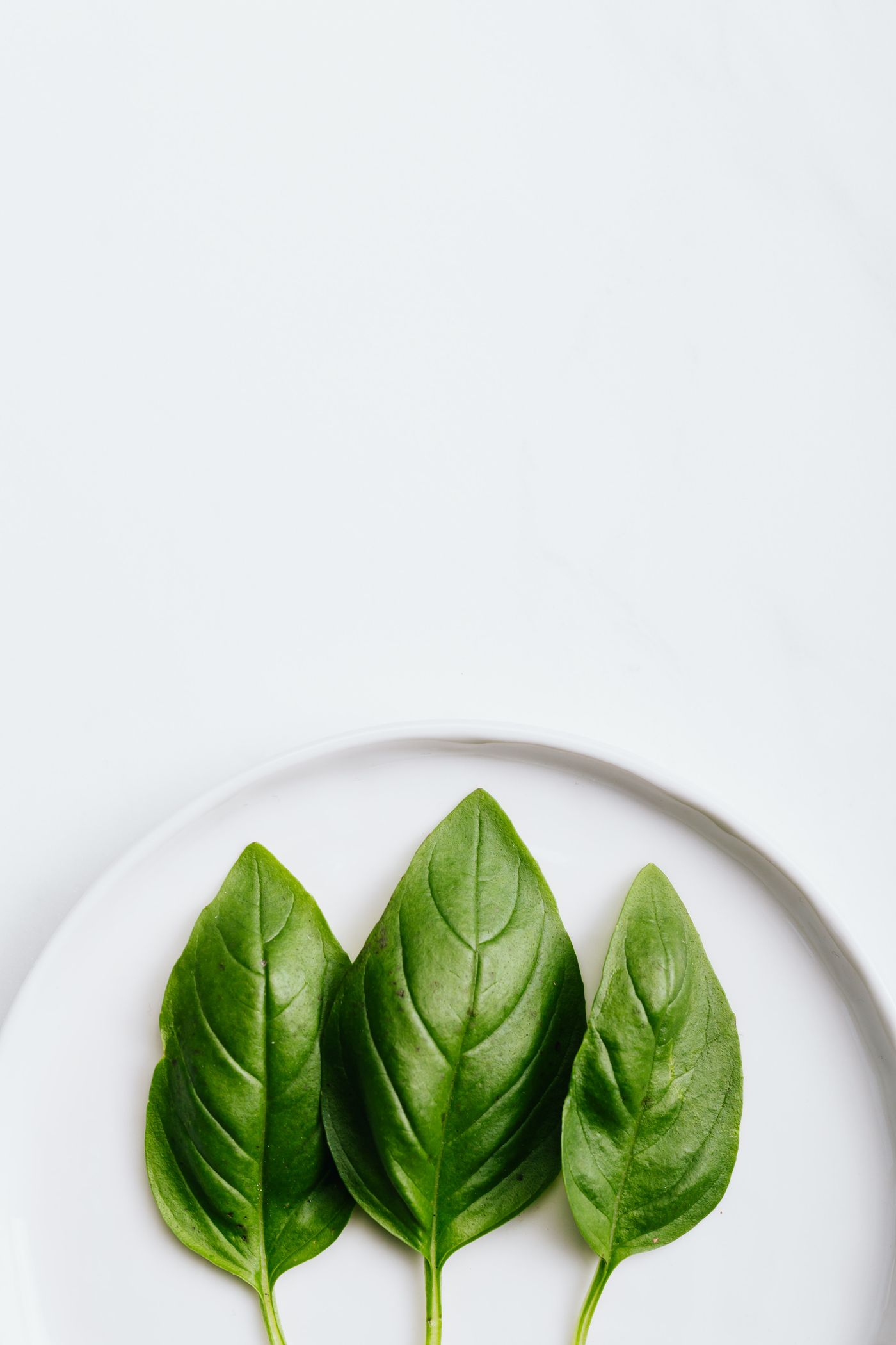 Basil, the botanical source of basil essential oil
