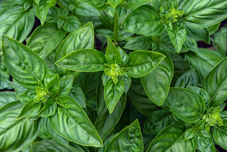 fresh basil leaves plant