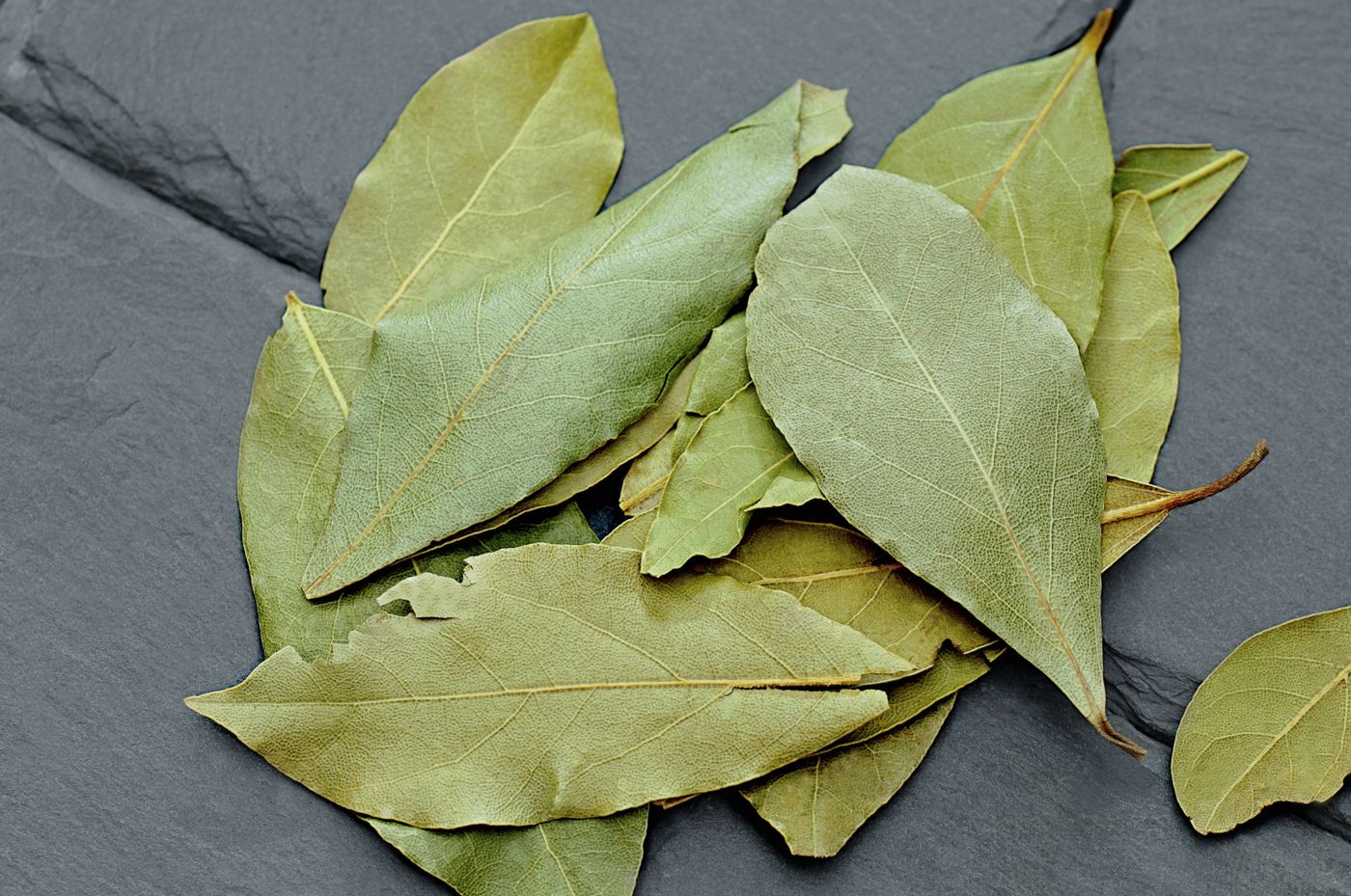 Bay Laurel, the botanical source of bay laurel essential oil