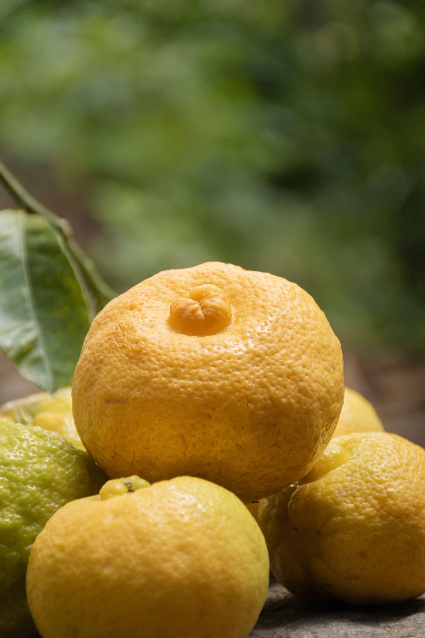 Bergamot, the botanical source of bergamot essential oil
