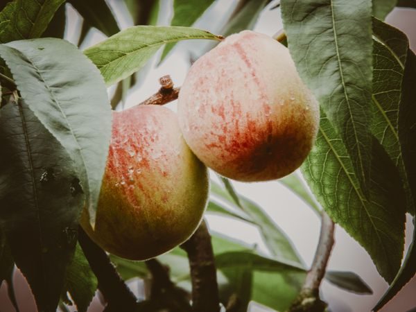 peach note