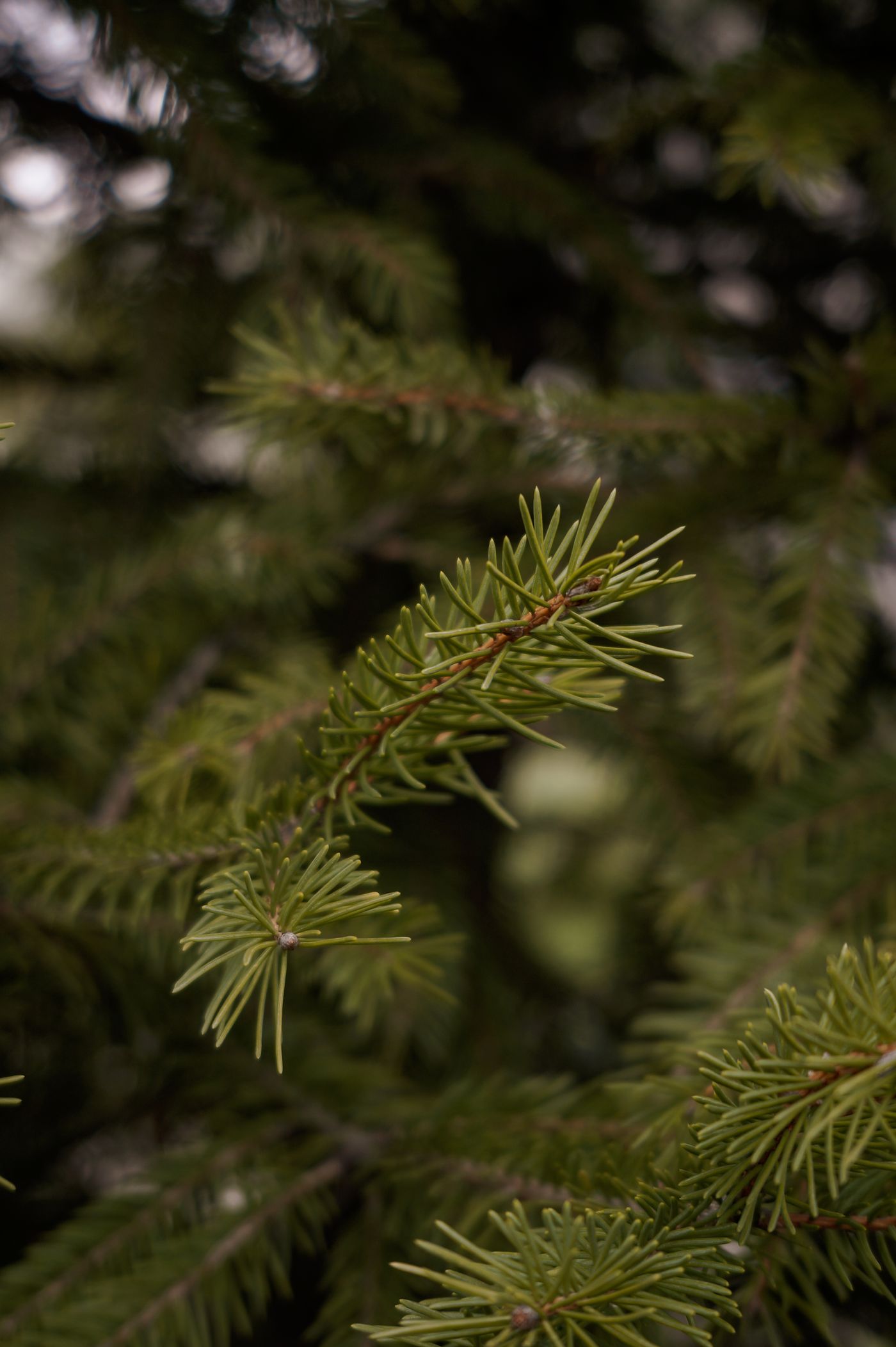 Black Spruce, the botanical source of black spruce essential oil
