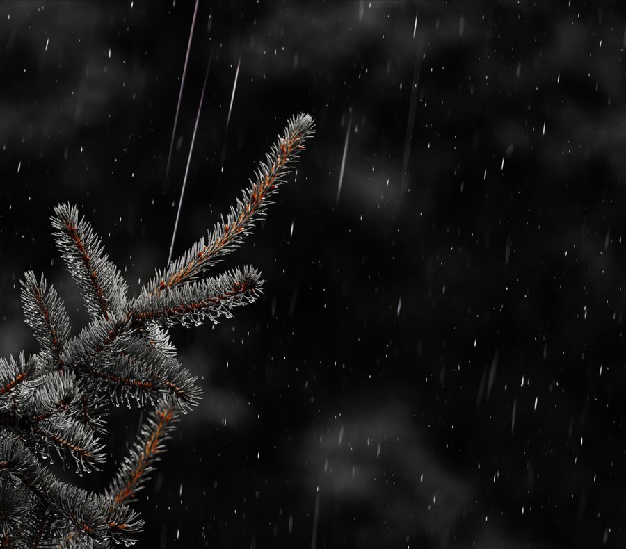 spruce branch