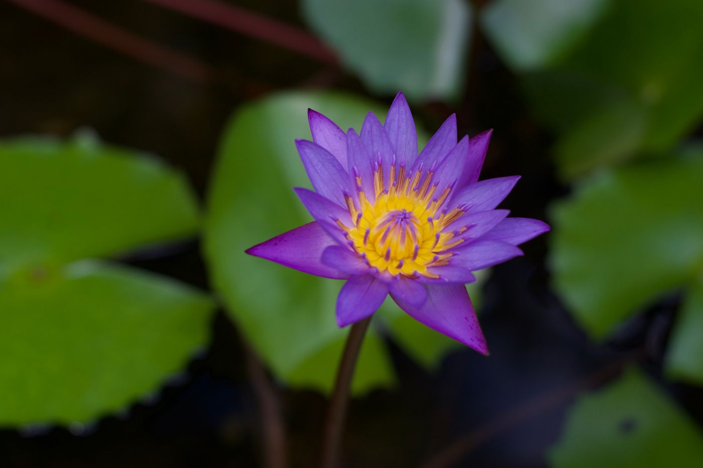 Blue Lotus, the botanical source of blue lotus roll-on 10ml