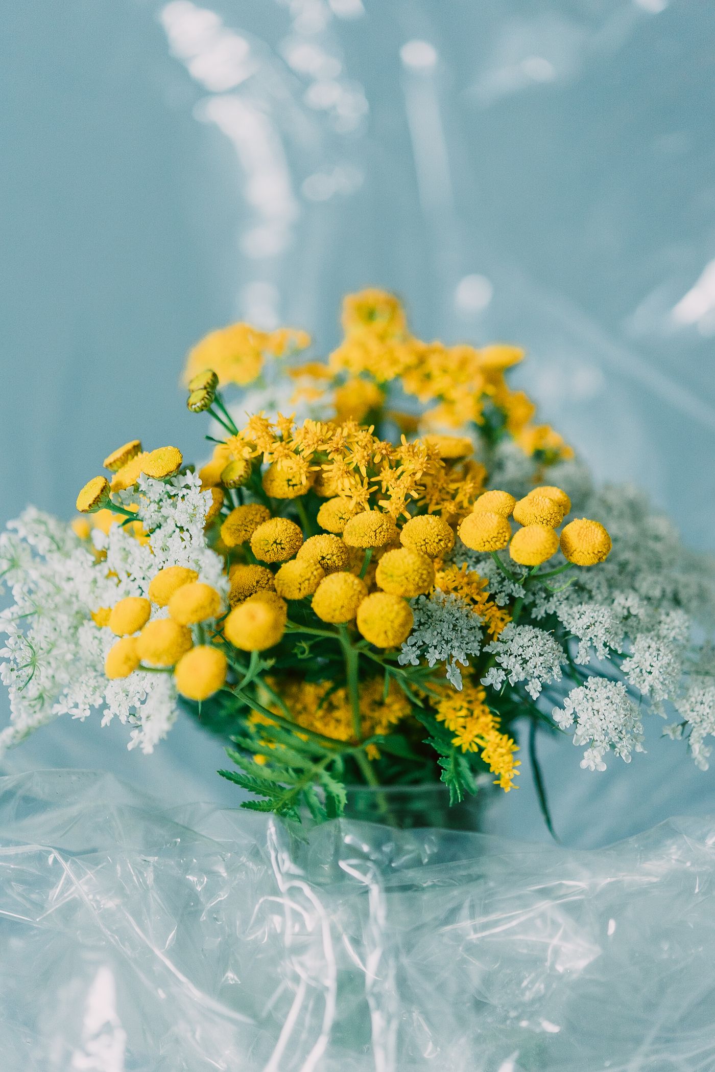 Blue Tansy, the botanical source of blue tansy essential oil 5ml
