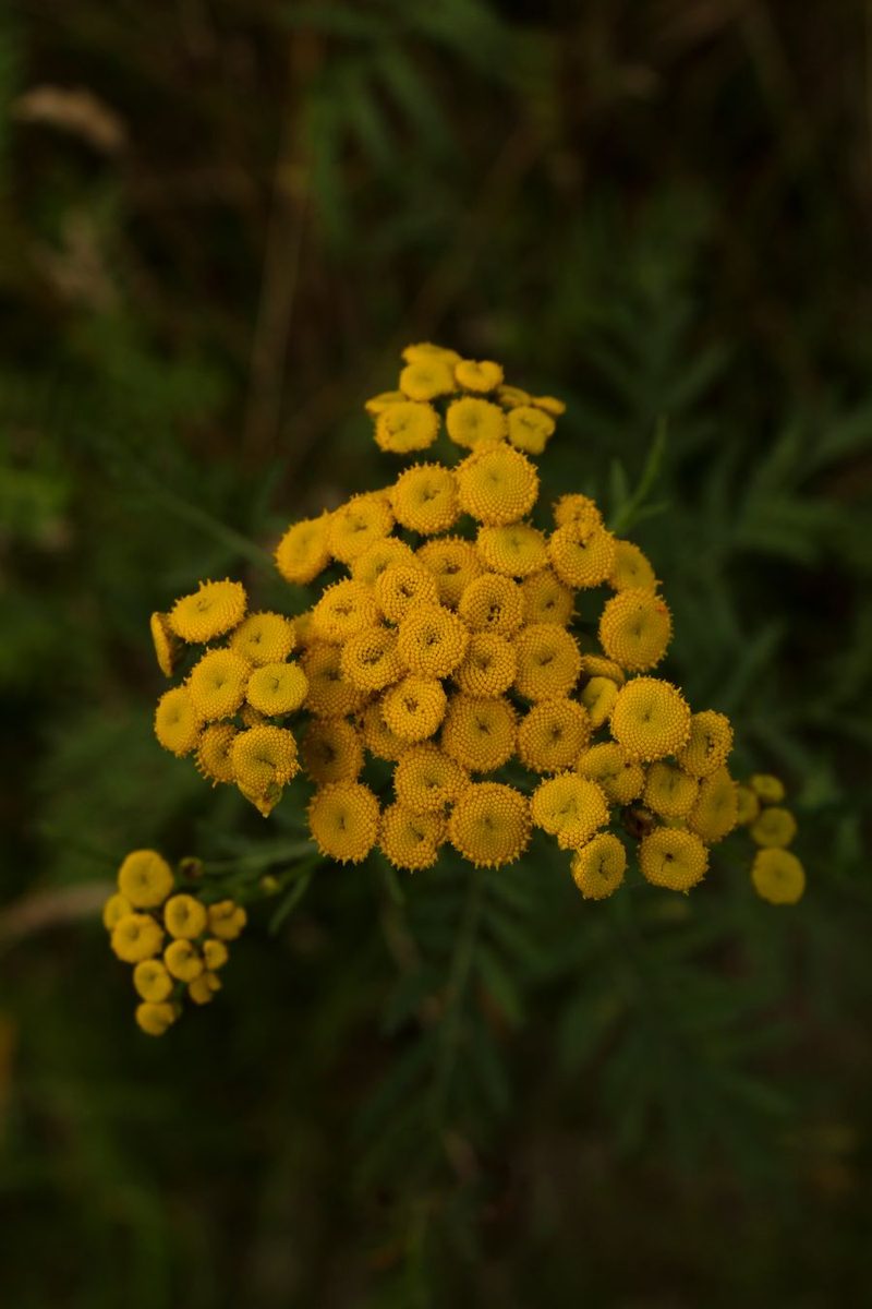 tansy yellow flower