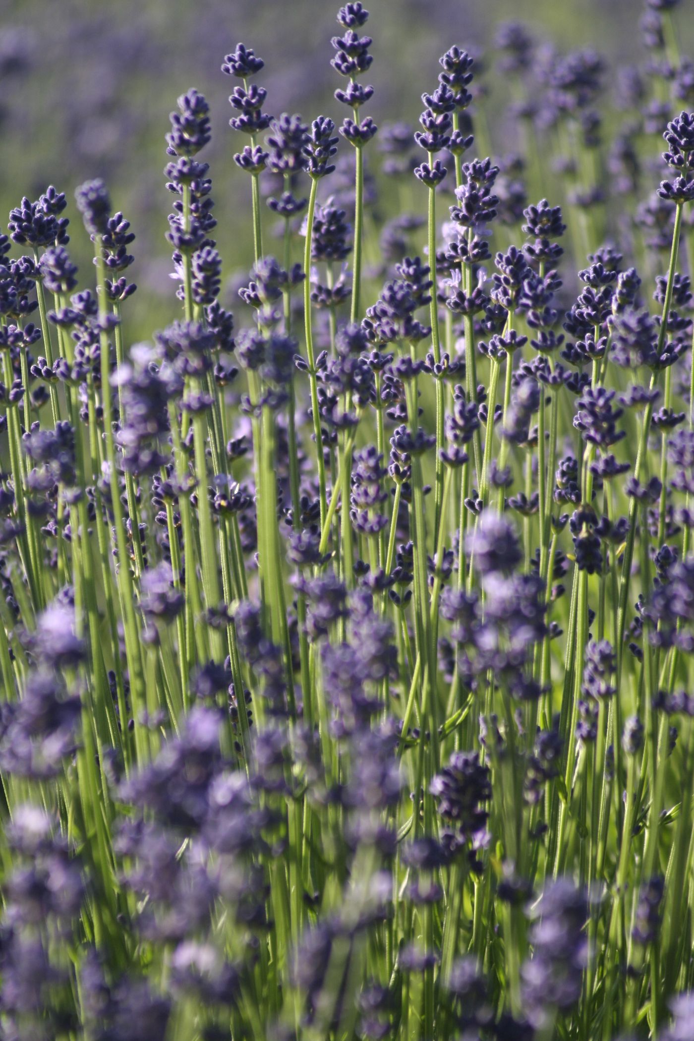 Lavender, the botanical source of calming sleep blend