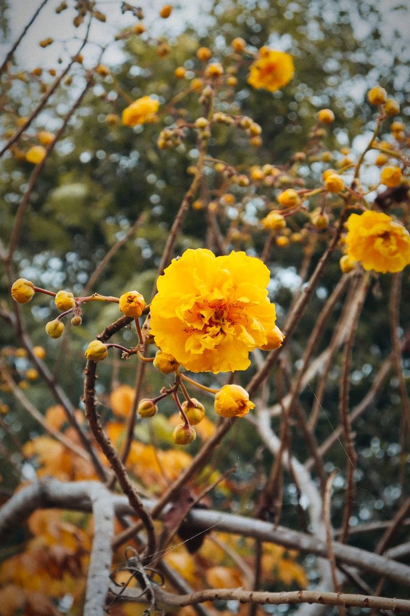tropical yellow flower tree