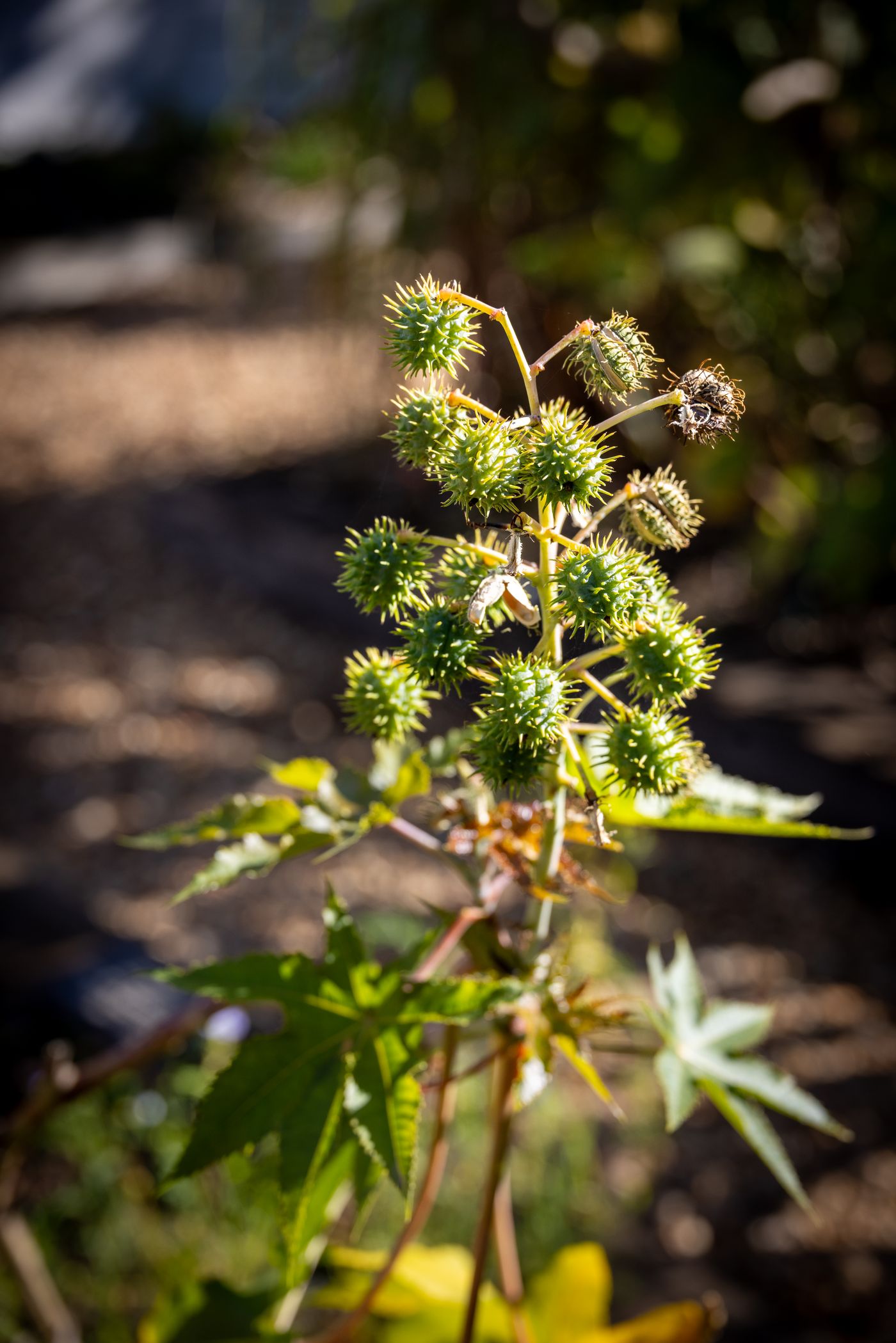 Castor, the botanical source of castor oil