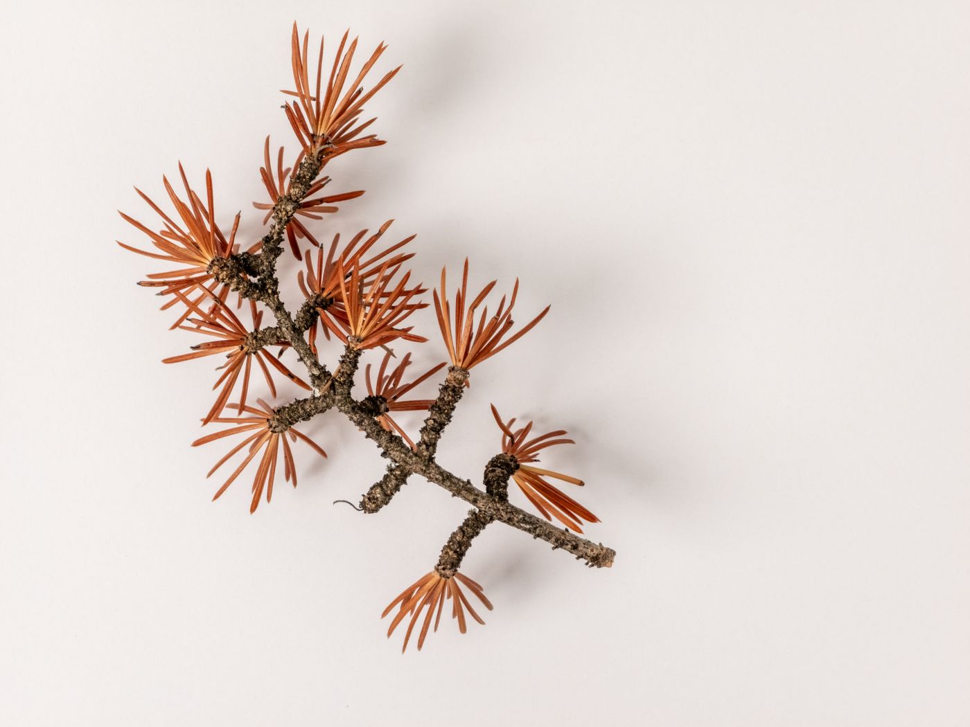 Cedarwood, the botanical source of cedarwood essential oil