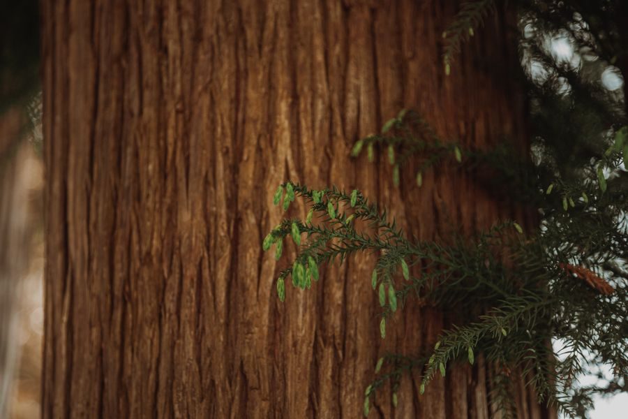 cedar wood texture