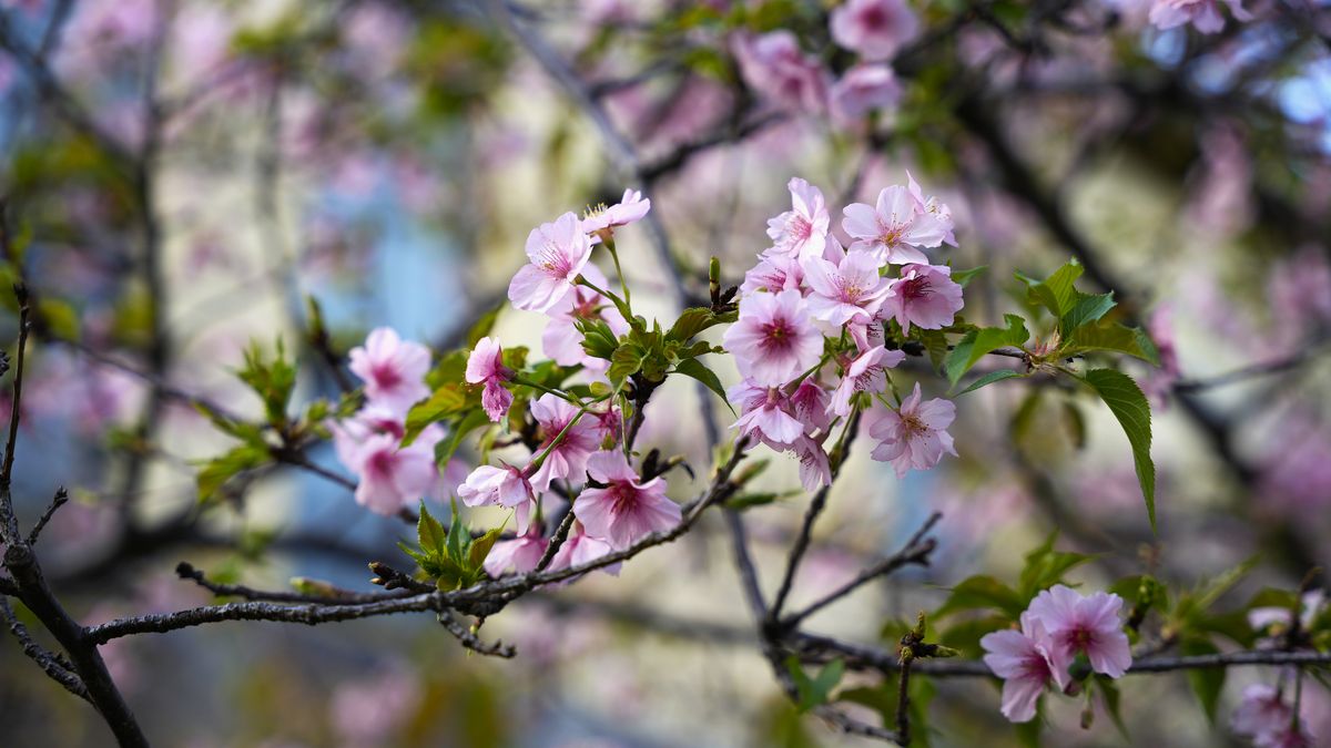 Cherry Blossom - the ingredient used in Cherry Blossom Body Mist, private label OEM Malaysia