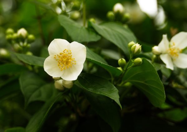jasmine note