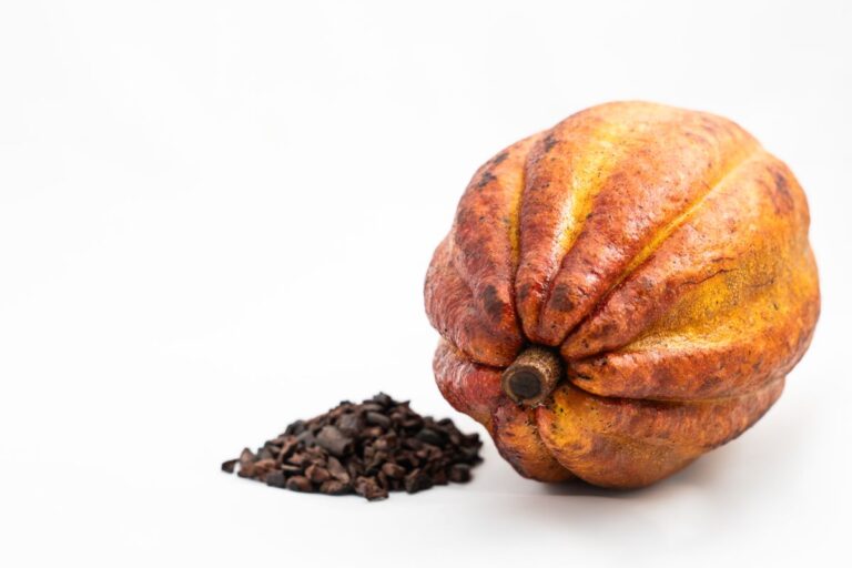 Cocoa - the ingredient used in Chocolate Malt Drink, private label OEM Malaysia