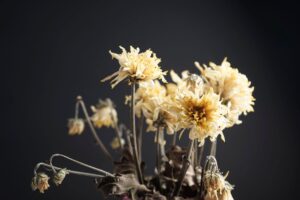 Chrysanthemum - the ingredient used in Chrysanthemum Tea Bags, private label OEM Malaysia