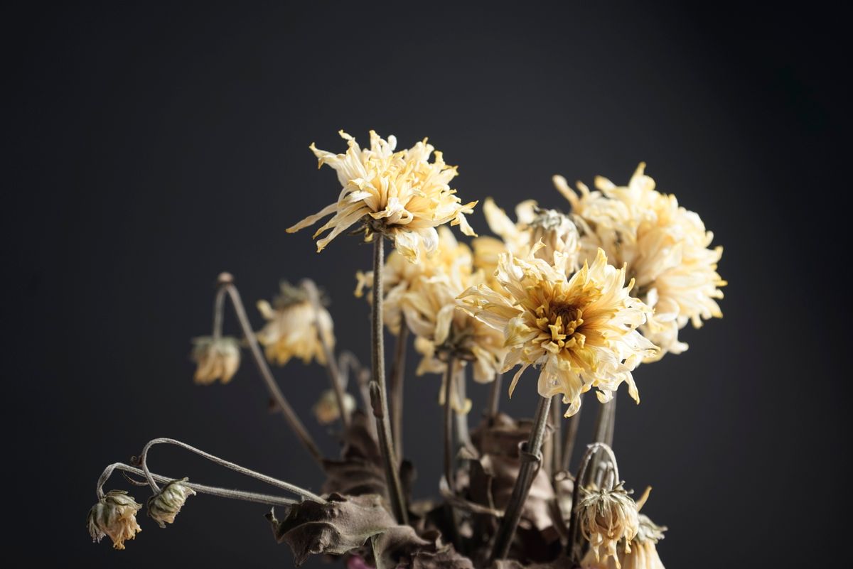 Chrysanthemum - the ingredient used in Chrysanthemum Tea Bags, private label OEM Malaysia