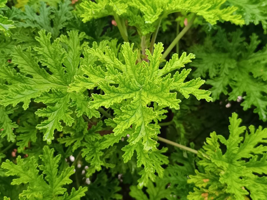 citronella grass plant