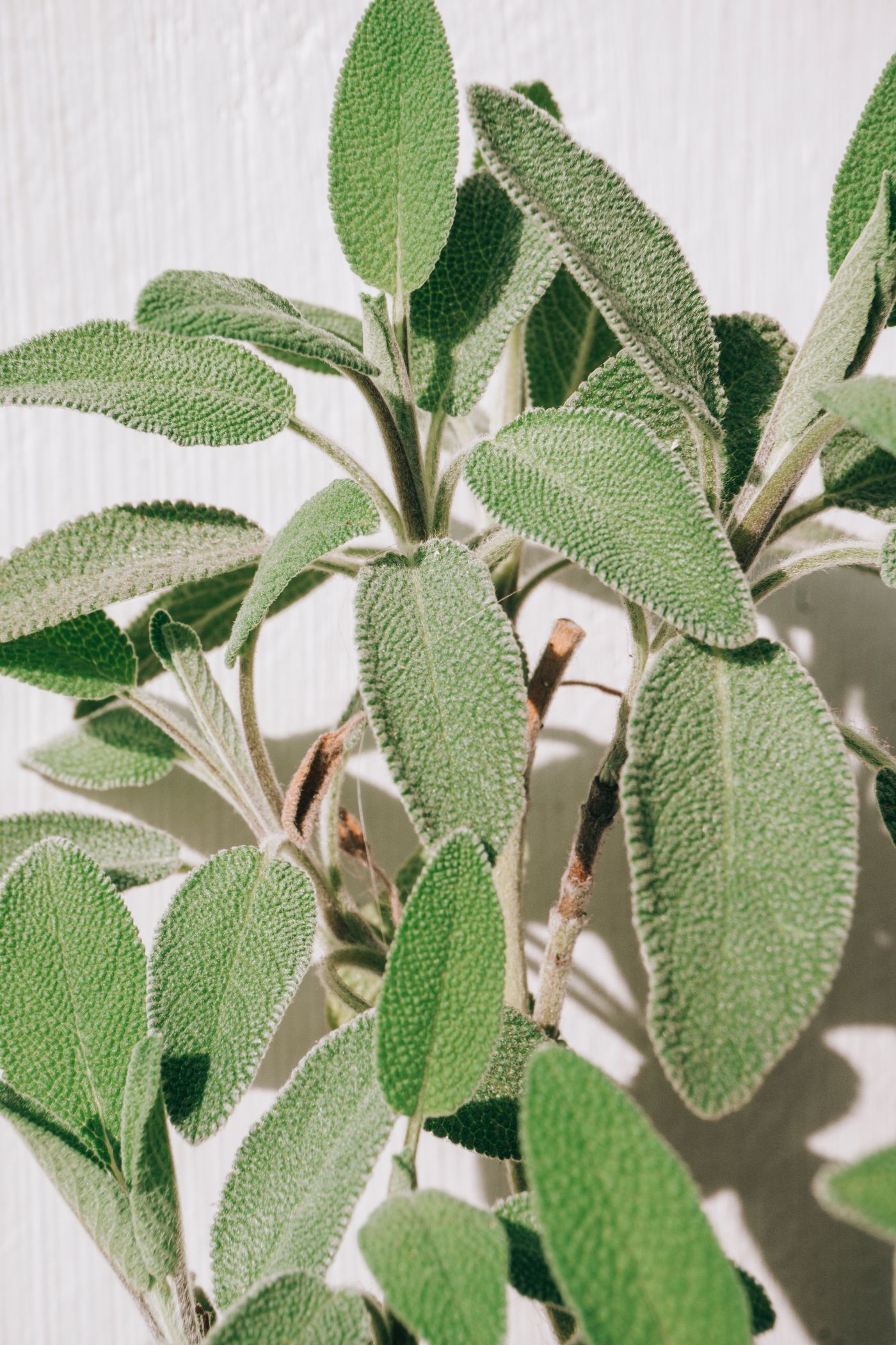 Clary Sage, the botanical source of clary sage essential oil
