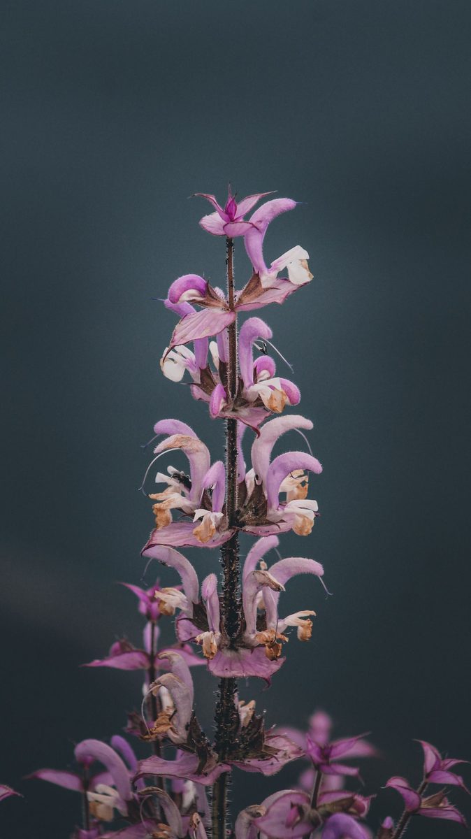 clary sage flower