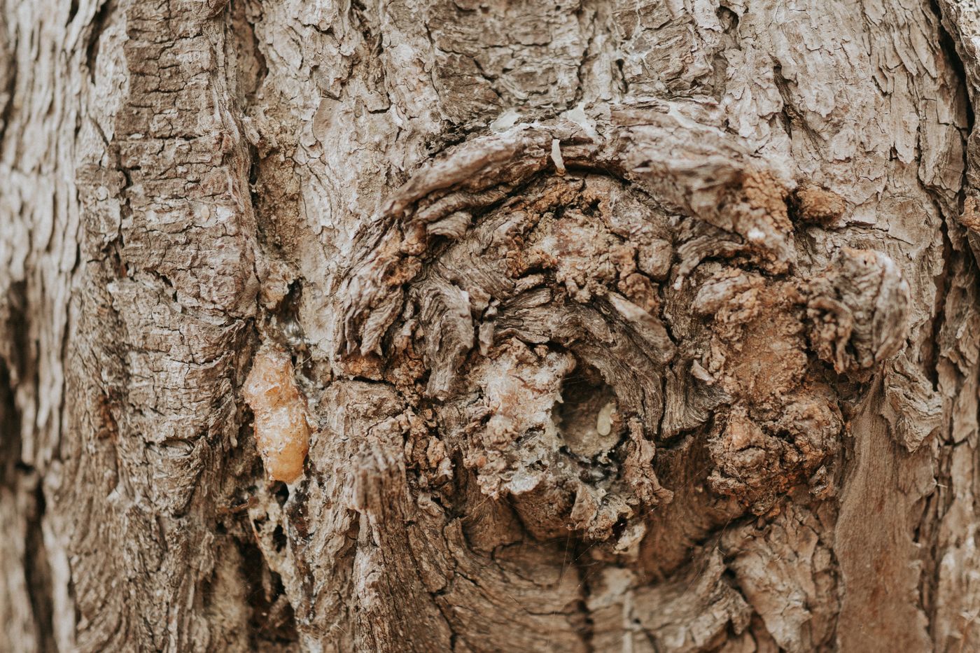 Copaiba, the botanical source of copaiba essential oil