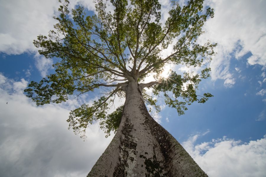 amazon rainforest tree bark