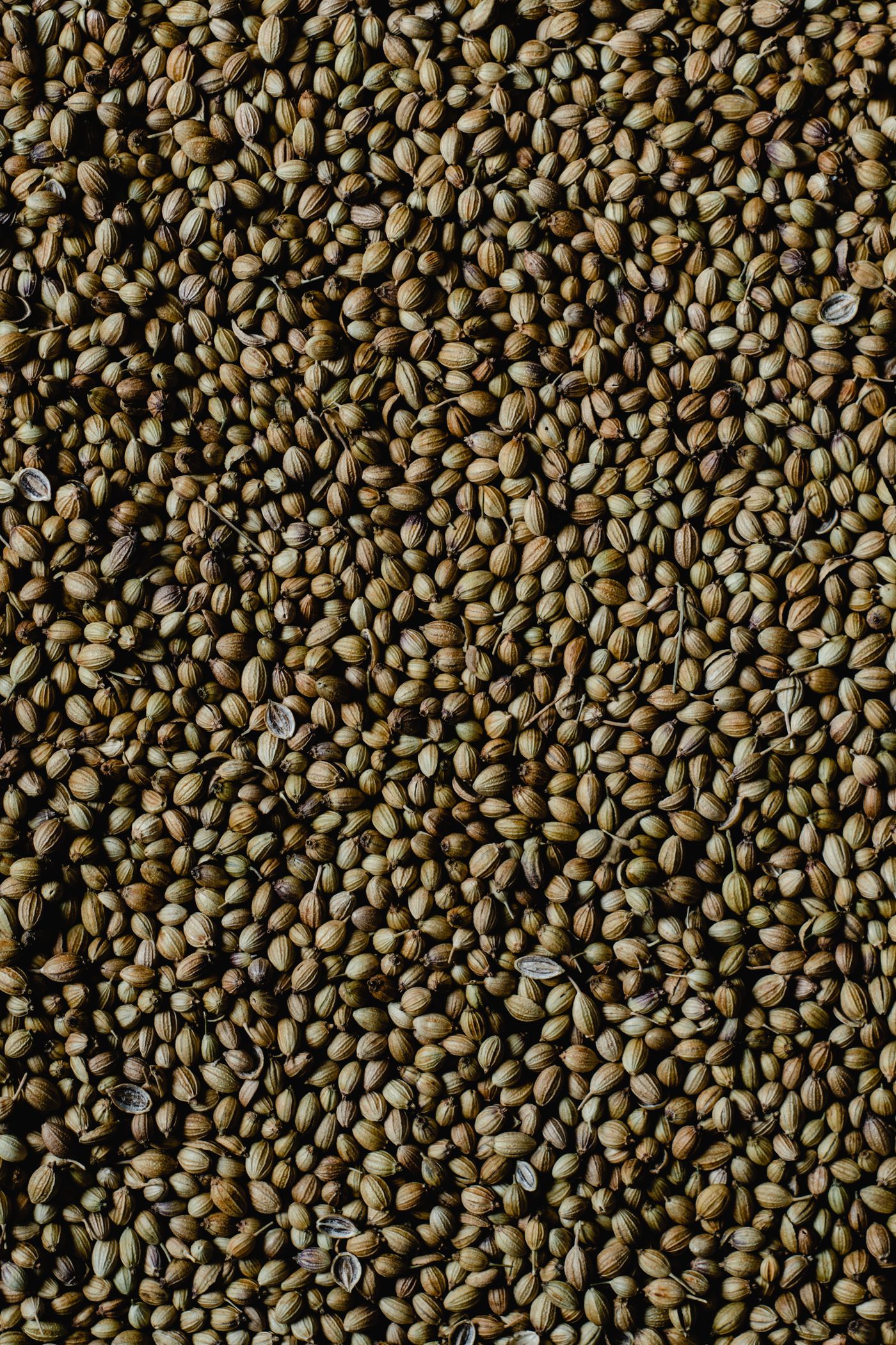 Coriander, the botanical source of coriander seed essential oil