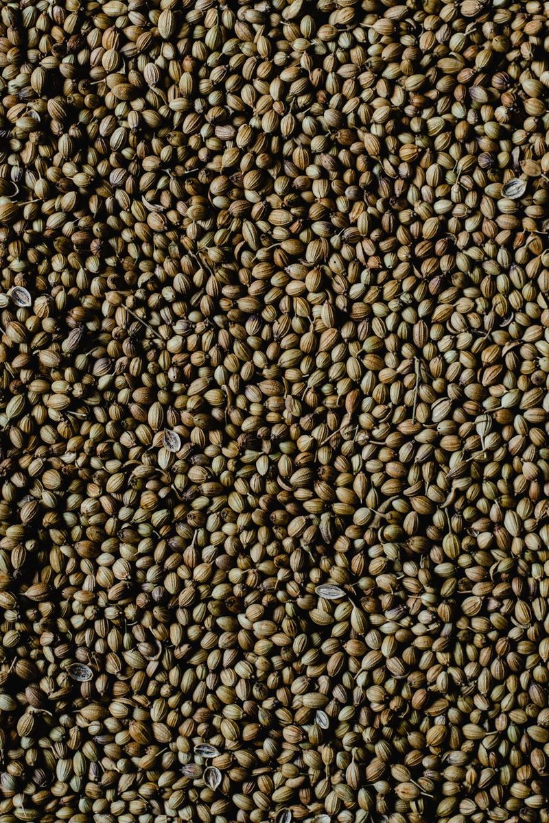 coriander seeds