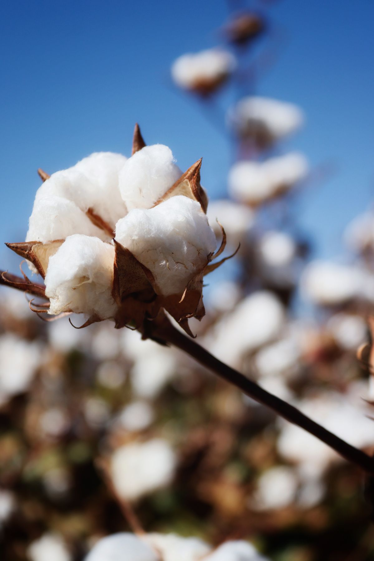 Cotton - the ingredient used in Cotton Linen Body Mist, private label OEM Malaysia
