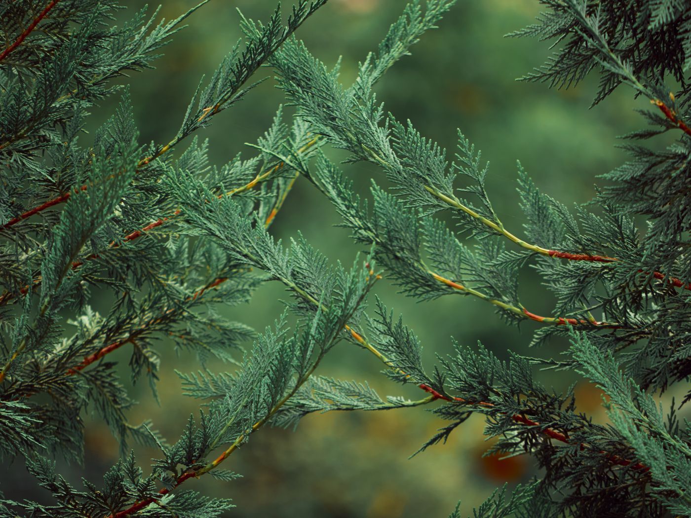 Cypress, the botanical source of cypress essential oil