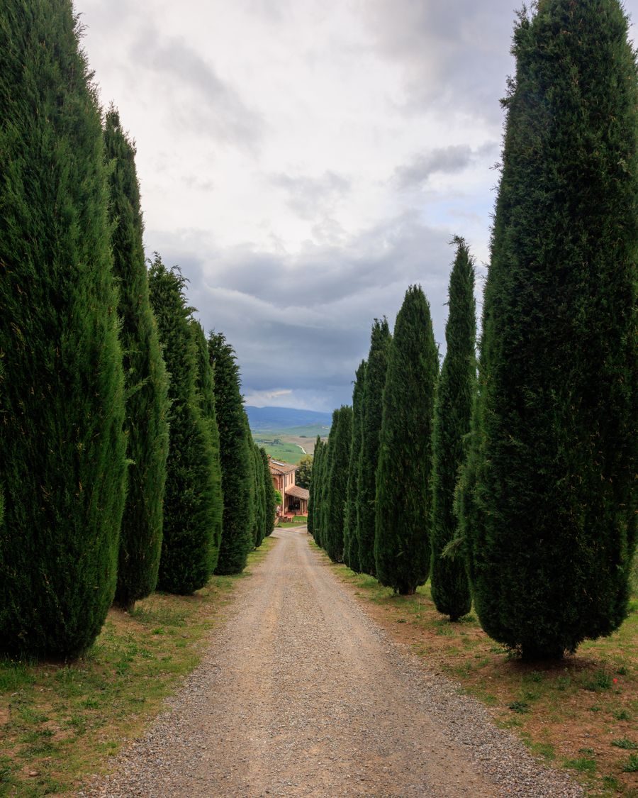 cypress trees