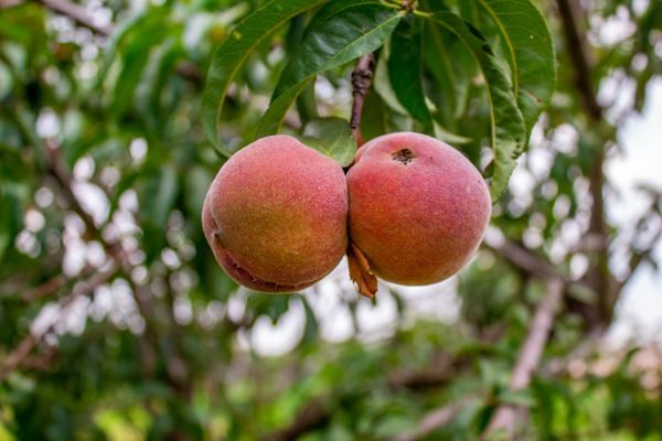 peach note
