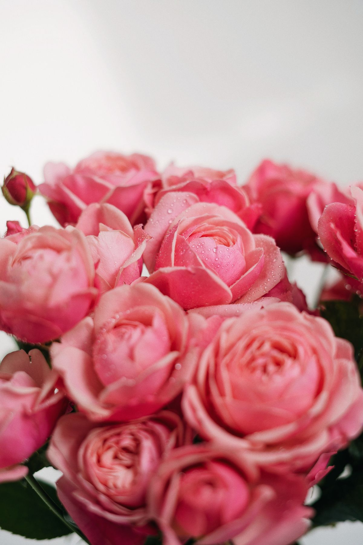 Rose - the ingredient used in Eau de Parfum 30ml (Oud Rose), private label OEM Malaysia