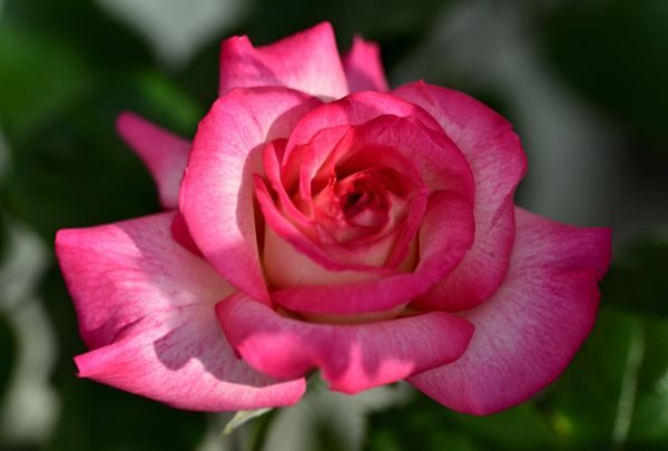 Rose - the oud rose note