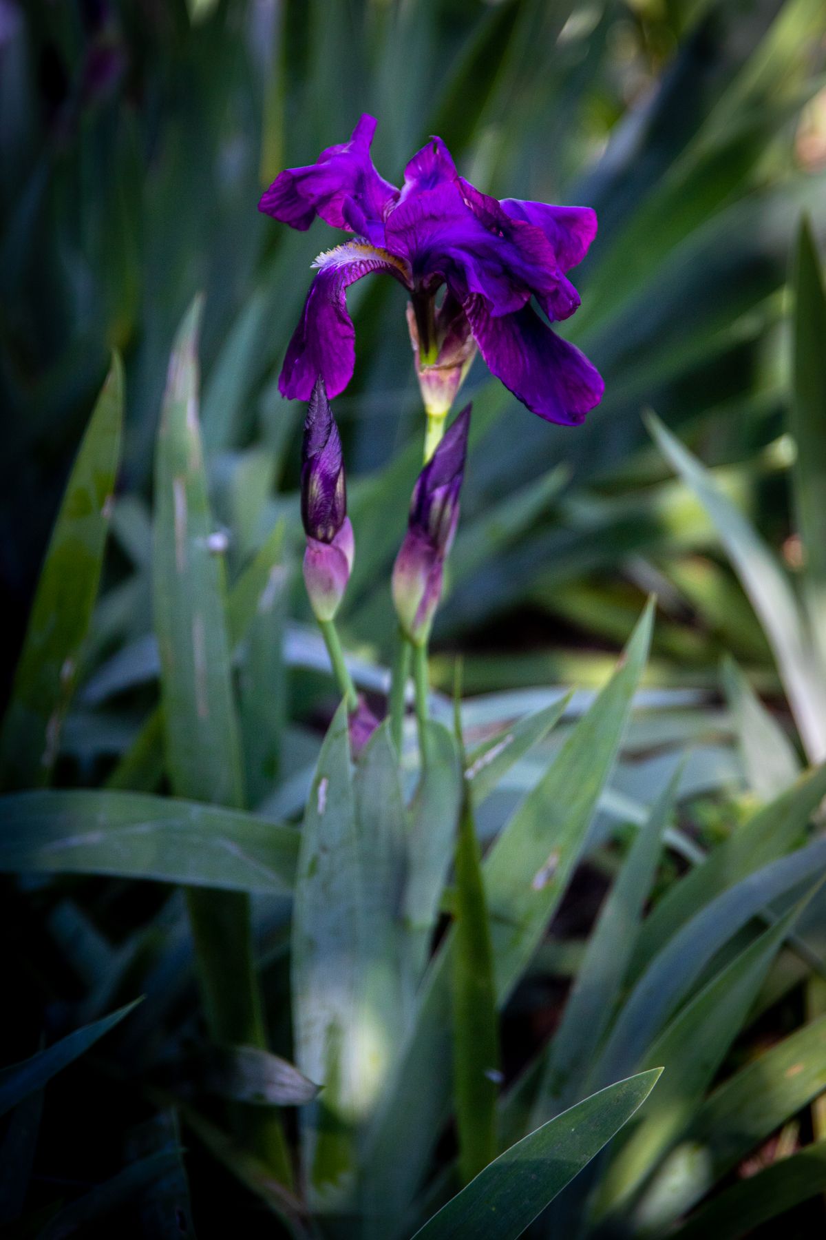Iris - the ingredient used in Eau de Parfum 30ml (Powdery Iris), private label OEM Malaysia