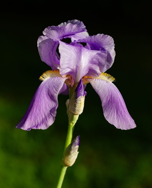 Iris - the powdery note