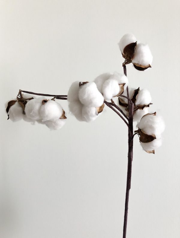 Cotton - the white musk note