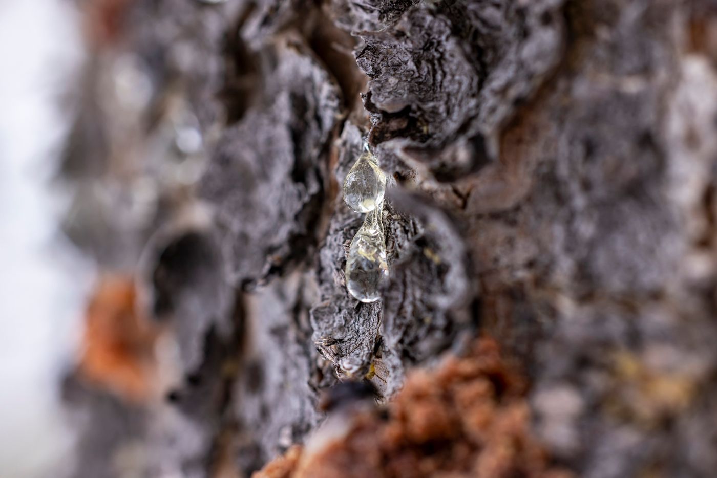 Elemi, the botanical source of elemi essential oil