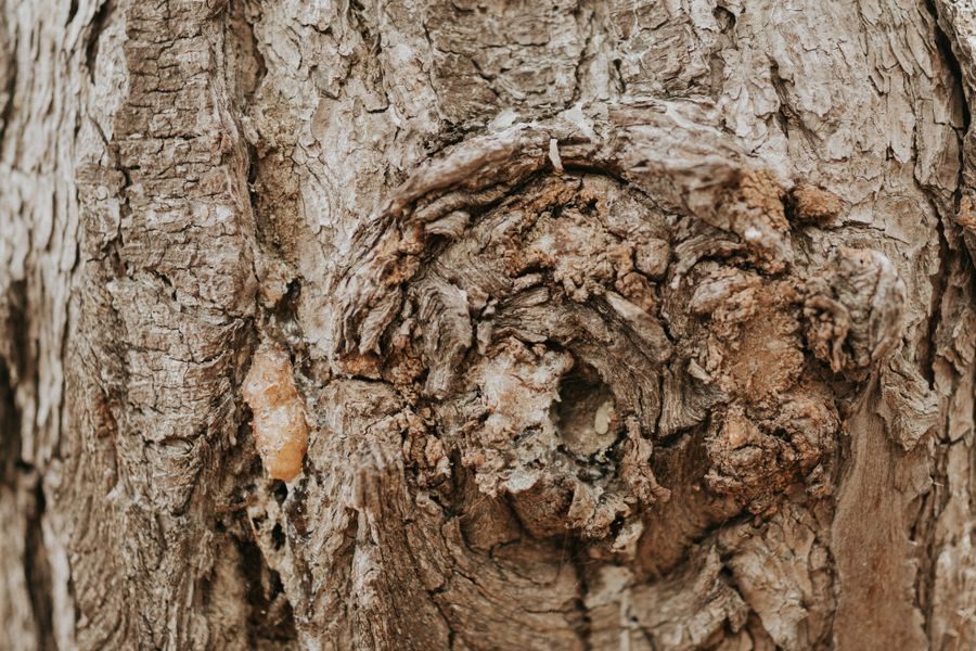 tree resin bark