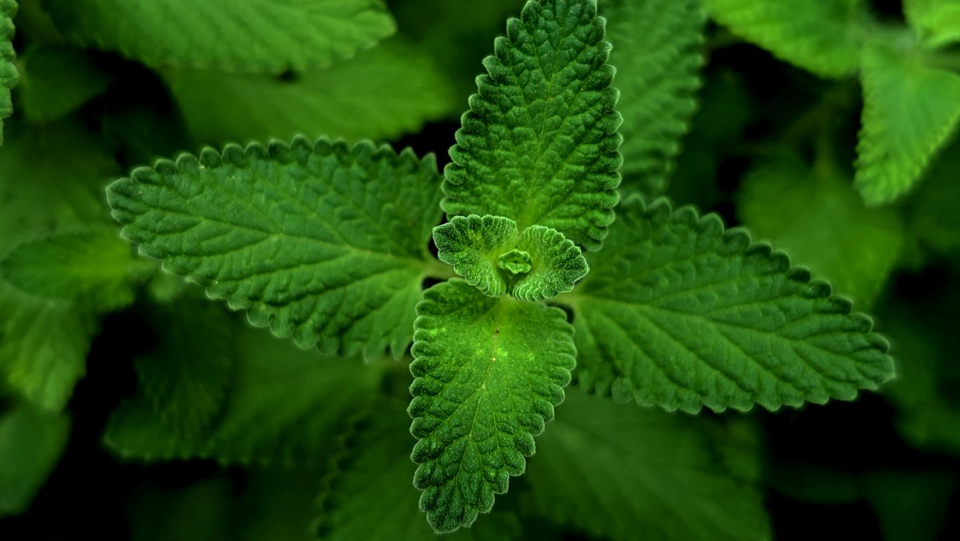 Peppermint, the botanical source of encouraging blend