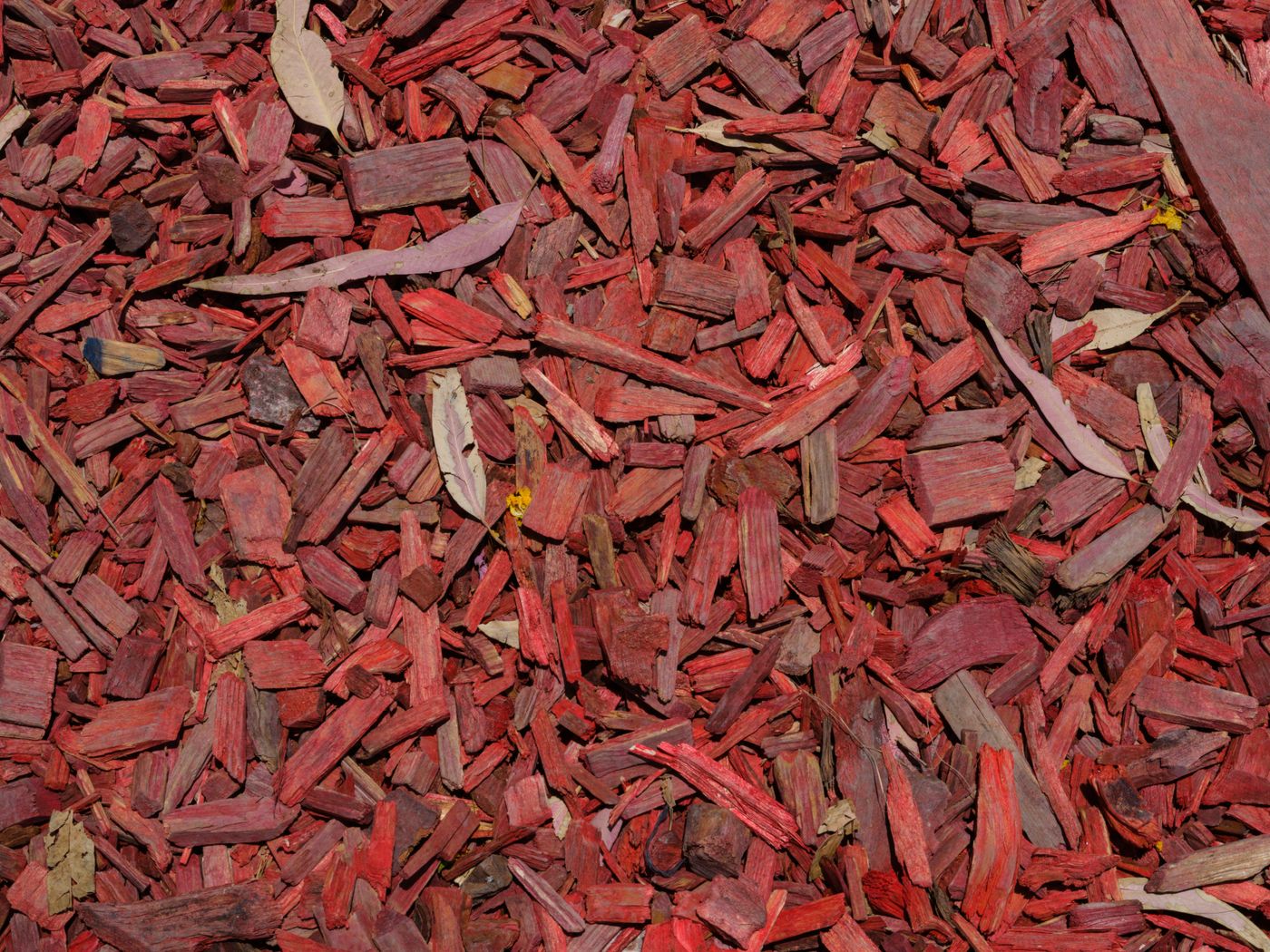 Indian Sandalwood, the botanical source of enlightening yoga roll-on