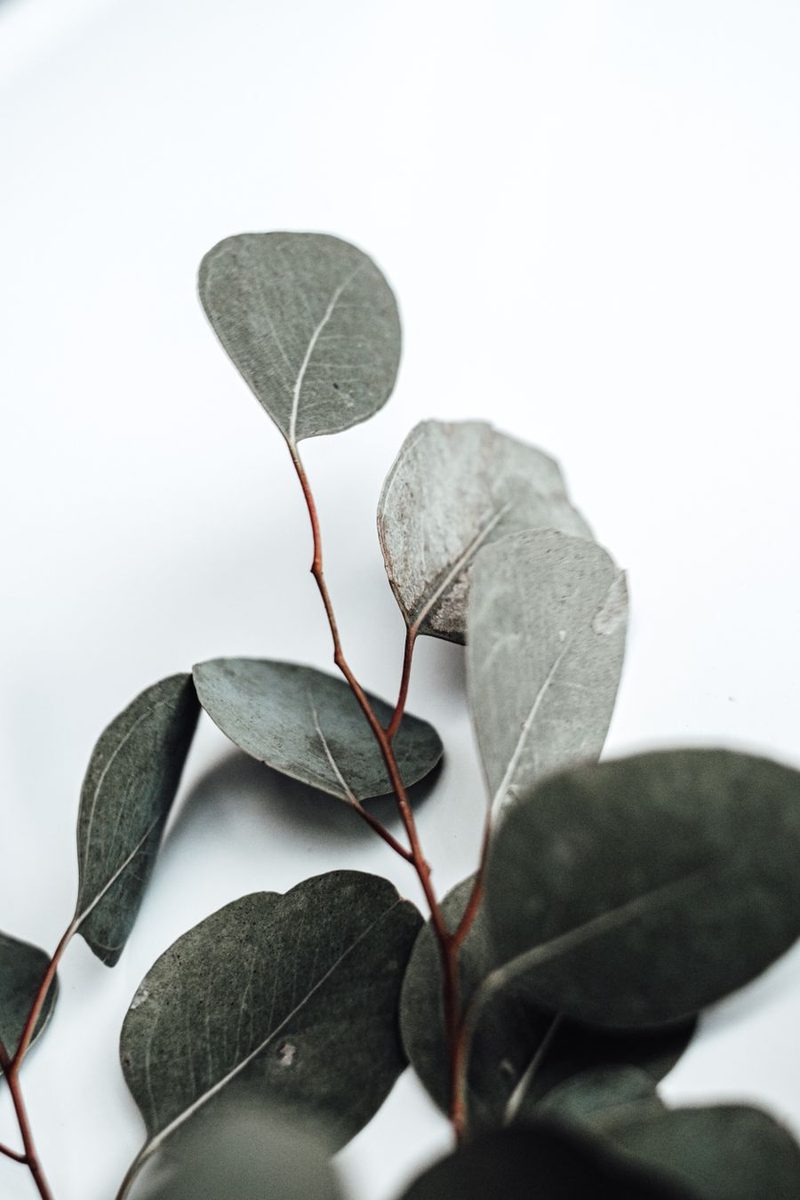 eucalyptus leaves